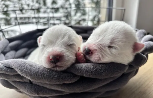 Szczeniaki Samoyed Epic Smile FCI 1