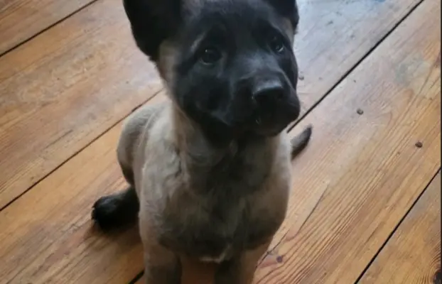 Owczarek Belgijski Malinois 2
