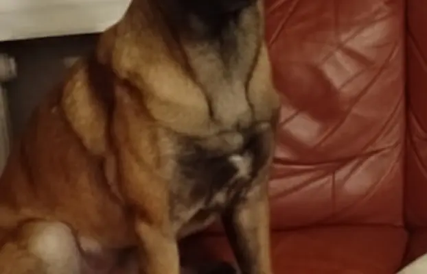 Owczarek Belgijski Malinois 10