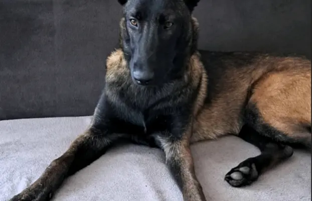 Owczarek Belgijski Malinois 9