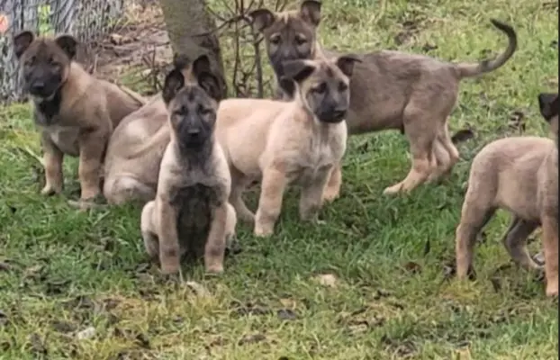 Owczarek Belgijski Malinois 3