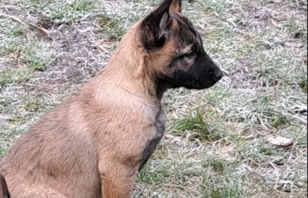 Owczarek Belgijski Malinois 4