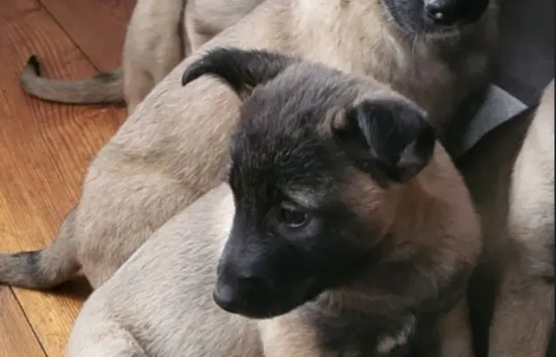Owczarek Belgijski Malinois 1