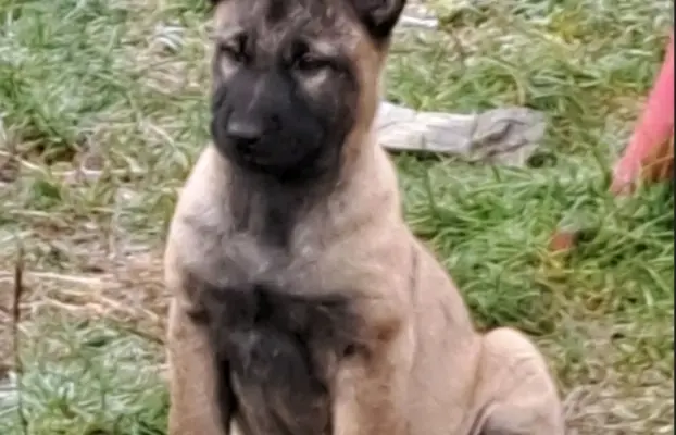 Owczarek Belgijski Malinois 5
