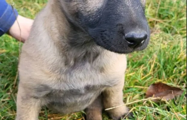 Owczarek Belgijski Malinois 6