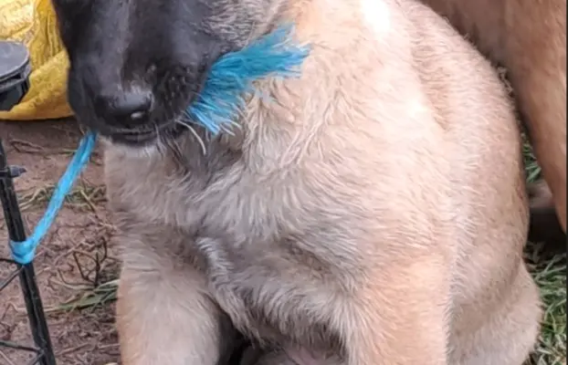 Owczarek Belgijski Malinois 7