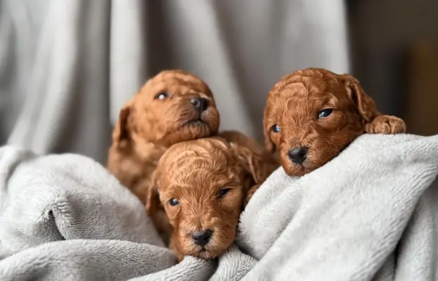 Pudel miniatura RED szczeniak z rodowodem REZERWACJA! 2