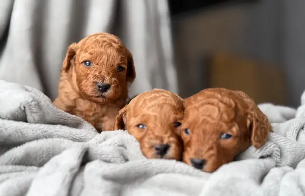 Pudel miniatura RED szczeniak z rodowodem REZERWACJA! 3