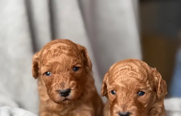 Pudel miniatura RED szczeniak z rodowodem REZERWACJA! 4