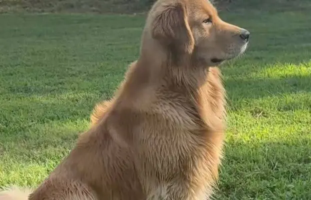 Golden Retriever - złoty szczeniak 10