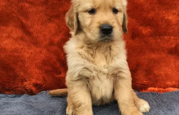 Golden Retriever - złoty szczeniak 3