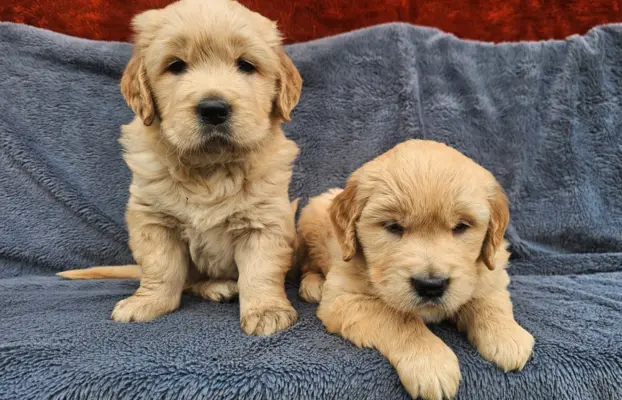 Golden Retriever - złoty szczeniak 4