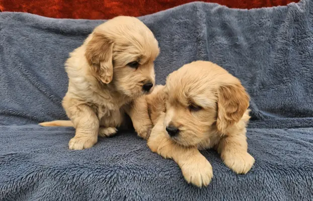 Golden Retriever - złoty szczeniak 5