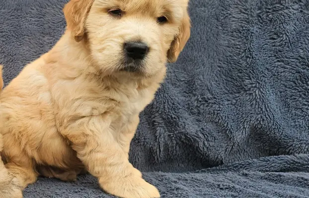 Golden Retriever - złoty szczeniak 1