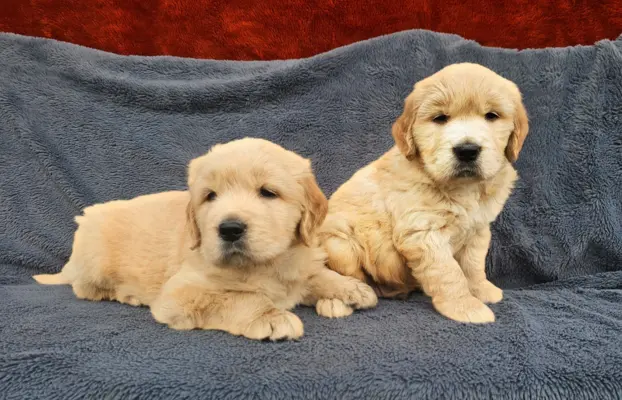 Golden Retriever - złoty szczeniak 6