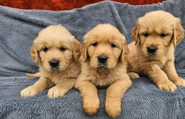 Golden Retriever - złoty szczeniak 7