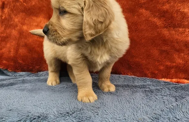 Golden Retriever - złoty szczeniak 8