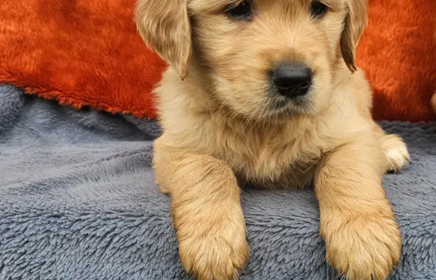 Golden Retriever - złoty szczeniak 9