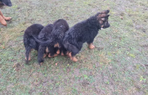 Szczeniaki Owczarek niemiecki 1