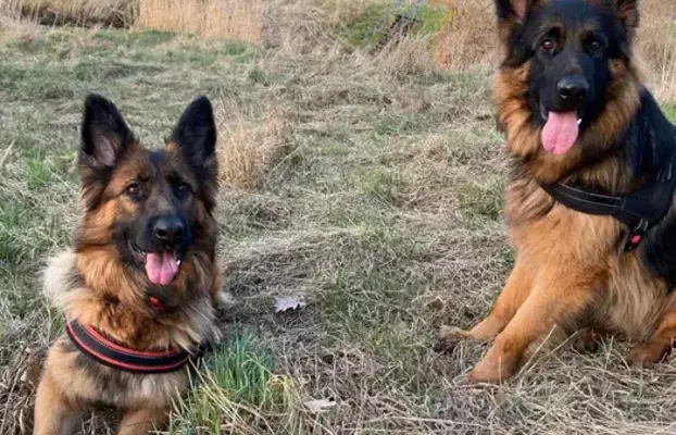 Szczeniaki Owczarek niemiecki 2