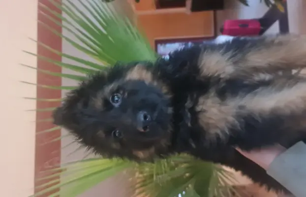 Szczeniaki Owczarek niemiecki 4