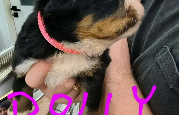 Suczka berneński Pies Pasterski 1