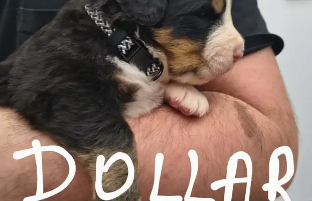 Suczka berneński Pies Pasterski 2