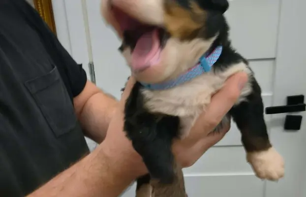 Suczka berneński Pies Pasterski 3