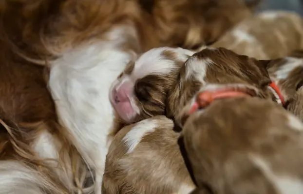 Szczeniak cavalier king charles spaniel blenheim ZKWP FCI 2