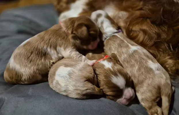 Szczeniak cavalier king charles spaniel blenheim ZKWP FCI 3