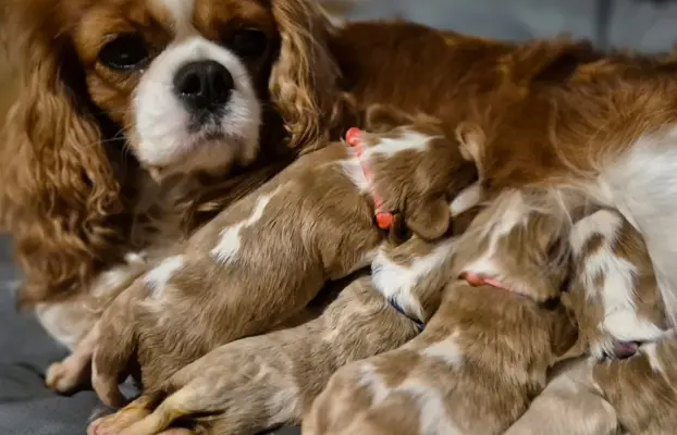 Szczeniak cavalier king charles spaniel blenheim ZKWP FCI 4