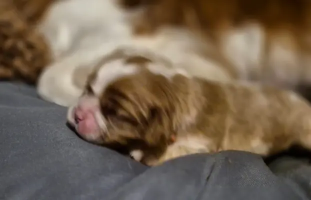 Szczeniak cavalier king charles spaniel blenheim ZKWP FCI 1