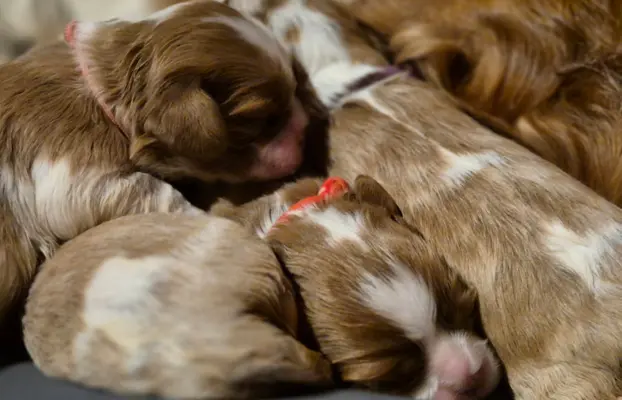 Szczeniak cavalier king charles spaniel blenheim ZKWP FCI 5