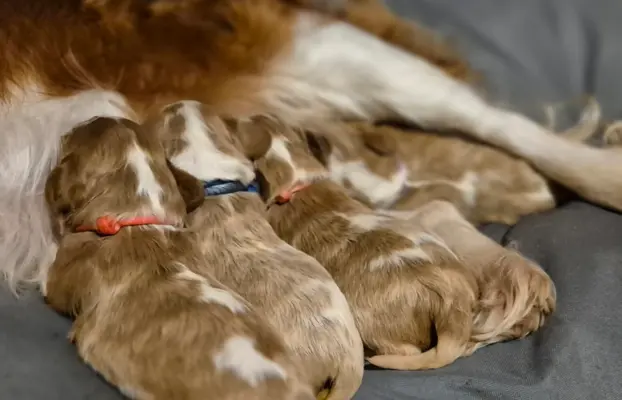 Szczeniak cavalier king charles spaniel blenheim ZKWP FCI 6