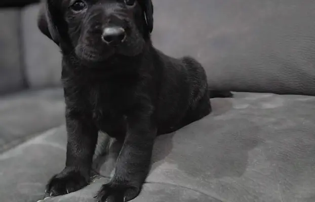 Labrador retriever szczeniak 3