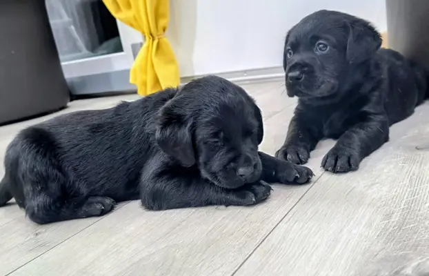 Labrador retriever szczeniak 1