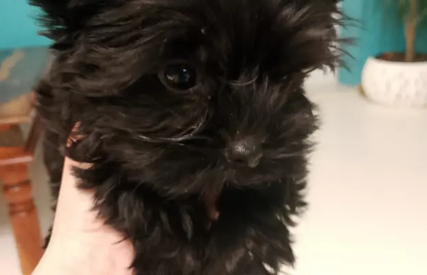 BLACK YORKSHIRE TERRIER 1