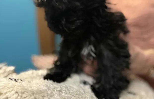 BLACK YORKSHIRE TERRIER 2