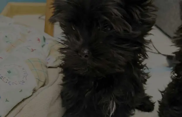 BLACK YORKSHIRE TERRIER 3