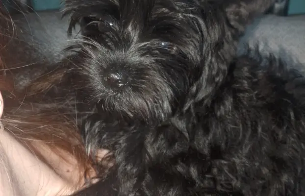 BLACK YORKSHIRE TERRIER 4