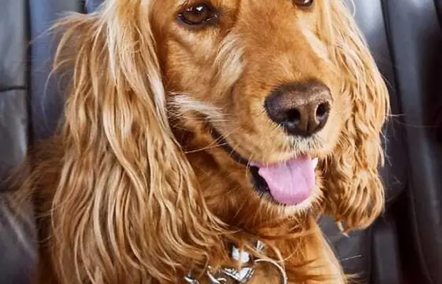 Urocze szczenięta rasy Cocker spaniel 4