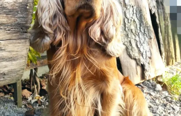 Urocze szczenięta rasy Cocker spaniel 6