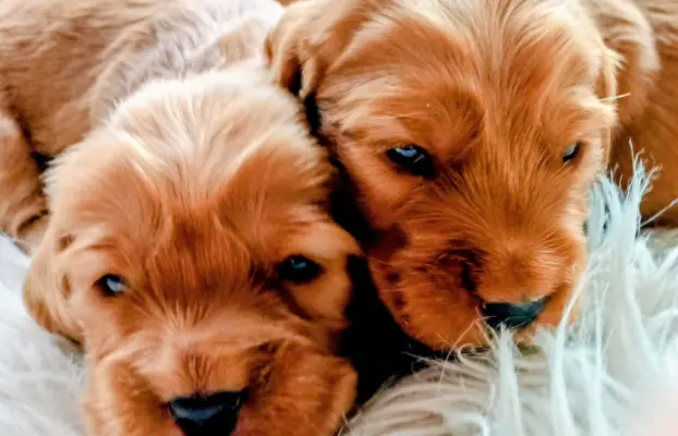 Urocze szczenięta rasy Cocker spaniel 1