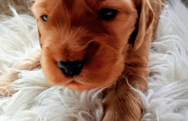 Urocze szczenięta rasy Cocker spaniel 3