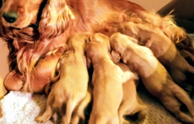 Urocze szczenięta rasy Cocker spaniel 5