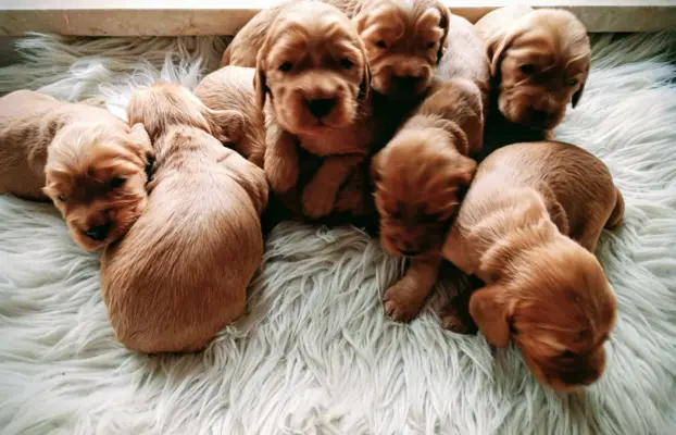 Urocze szczenięta rasy Cocker spaniel 2