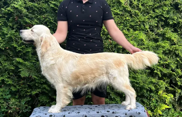 Pieski i Suczki | 10tyg. | ZKwP/FCI | 5