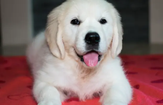 Pieski i Suczki | 10tyg. | ZKwP/FCI | 1