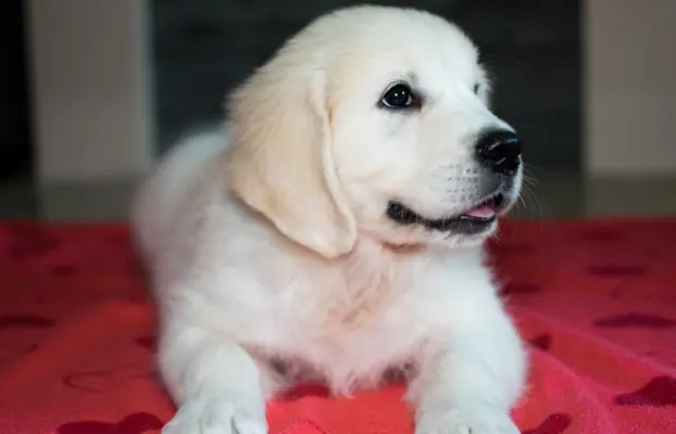 Pieski i Suczki | 10tyg. | ZKwP/FCI | 2