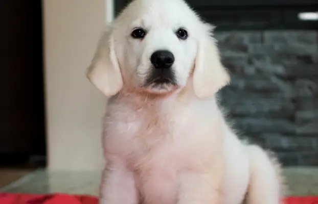 Pieski i Suczki | 10tyg. | ZKwP/FCI | 3